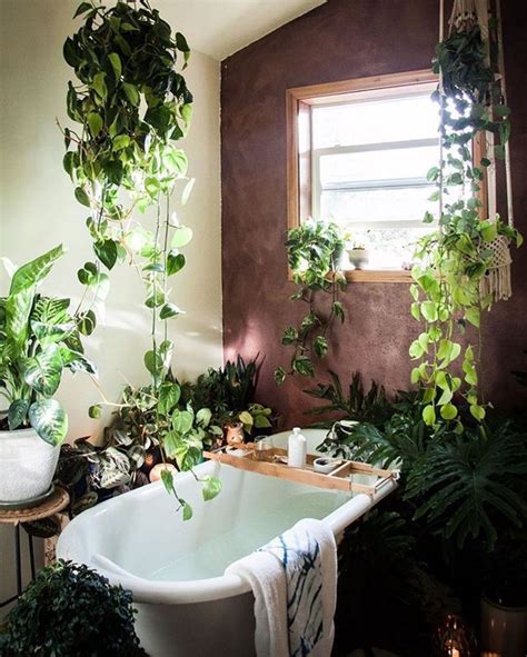 浴室植物
